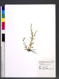 Centaurium japonic...