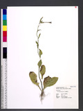 Nicotiana plumbaginifolia Viv. Kϯ