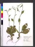 Nicotiana plumbaginifolia Viv. Kϯ