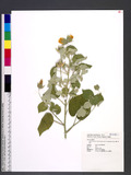 Abutilon indicum (L.) Sweet subsp. guineense (Schumach.) Borss. BVl