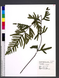 Pteris semipinnata L. bе