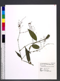 Rhopalephora scaberrima (Blume) Faden G˸