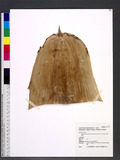 Bambusa beecheyana Munro var. pubescens (Li) Lin jY