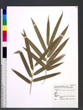 Bambusa stenostachya Hackel cv. 'Wei-Fang Lin' W. C. Lin L