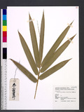 Bambusa vulgaris S...