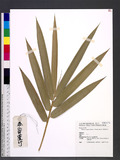 Bambusa vulgaris Schrad. ex Wendl. Wamin u`s