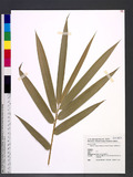 Bambusa vulgaris S...