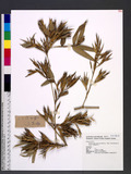 Phyllostachys pubescens Mazel ex J. Houz. Nabeshimana S. Suzuki sv