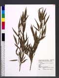 Phyllostachys pubescens Mazel ex J. Houz. 'Nabeshimana' S. Suzuki sv
