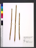 Pleioblastus simonii (Carrière) Nakai k
