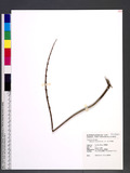 Matteuccia orientalis (Hook.) Trev. FG