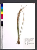 Trichophorum subcapitatum (Thwaites & Hook.) D. A. Simpson ɤswĩ