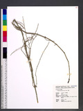 Equisetum ramosissimum Desf. 