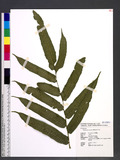 Diplaziopsis javanica (Blume) C. Chr.