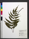 Pteris bella Tagawa `