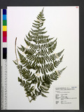 Acystopteris tenuisecta (Blume) Tagawa