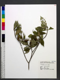 Gardenia jasminoides J. Ellis s