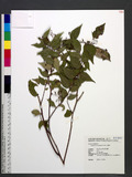 Gaultheria cumingiana Vidal կ]
