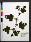 Rubus formosensis Ktze. OWa_l
