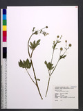Ranunculus cantoniensis DC. 