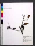 Alnus formosana (B...