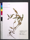 Polygonum micranthum Meisn. Ld