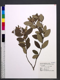 Rhodomyrtus tomentosa (Ait.) Hassk. ]