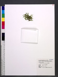 Selaginella luchuensis Koidzumi [yf