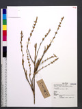 Bambusa pachinensis Hayata K
