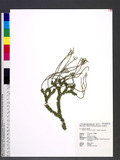 Huperzia salvinioides (Herter) J. Holub pK۪Q
