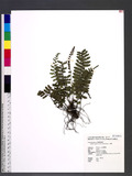 Bolbitis appendiculata (Willd.) K. Iwats. 뿹