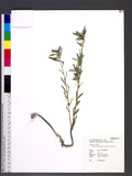 Chamaesyce vachellii (Hook. & Arn.) Hurusawa ثnju