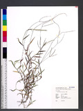Digitaria radicosa (J. Presl) Miq. p