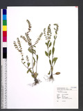 Salvia plebeia R. Br. 節毛鼠尾草