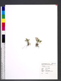 Soliva anthemifolia R. Br. R