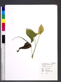 Typhonium blumei Nicolson & Sivadasan gbL