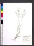 Eragrostis multica...