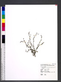 Lobelia alsinoides Lam. subsp. hancei (Hara) Lammers u`b佬