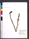 Epipogium roseum (D. Don) Lindl.