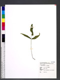 Lindsaea ensifolia...