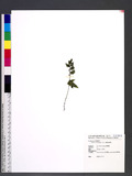 Lindsaea heterophylla Dry. 