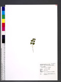 Lindsaea heterophylla Dry. 