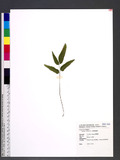 Lindsaea ensifolia...