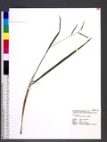 Paspalum longifolium Roxb. 
