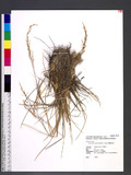 Deyeuxia brachytricha (Steud.) Chang ĪCT