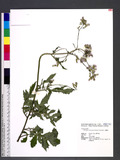 Erechtites valerianifolia (Wolf ex Rchb.) DC. 