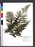 Hypolepis tenuifolia (Forst.) Bernh. ӸV