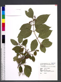 Callicarpa japonica Thunb. var. luxurians Rehder A]