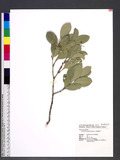Euonymus pallidifolia Hayata H񸭽å