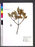 Neolitsea sericea (Blume) Koidz. var. aurata (Hayata) Hatusima sl